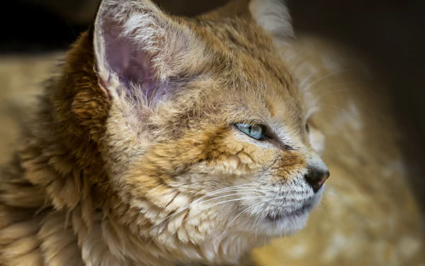 Animal wildcat HD Desktop Wallpaper | Background Image