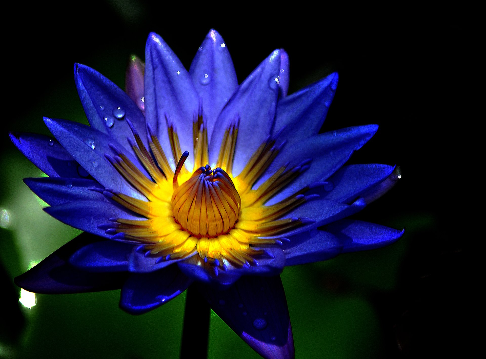 A macro shot of a vibrant blue water lily adorned with raindrops, highlighting its intricate petals and striking yellow center, set against a dark, natural background.