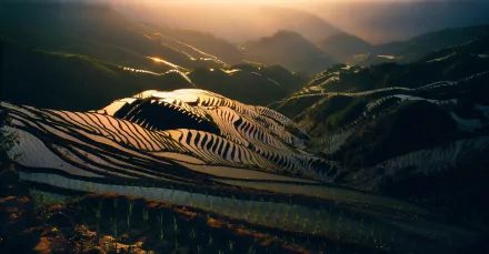 A stunning HD desktop wallpaper showcasing terraced rice fields carved into mountain slopes during a golden sunrise, blending natural landscape with man-made beauty.
