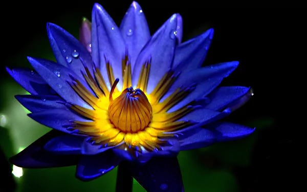 A macro shot of a vibrant blue water lily adorned with raindrops, highlighting its intricate petals and striking yellow center, set against a dark, natural background.