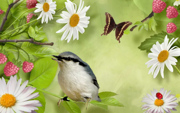Animal nuthatch HD Desktop Wallpaper | Background Image