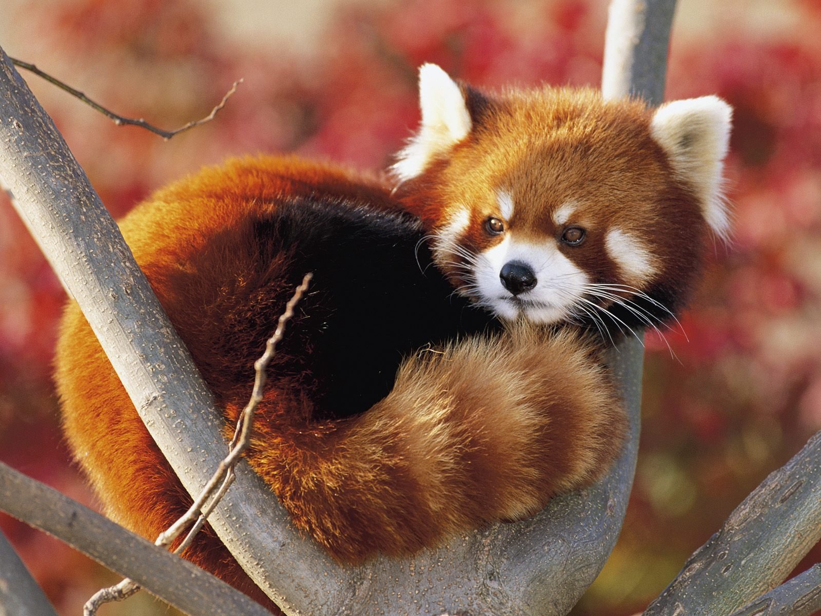 Animal Red Panda Wallpaper