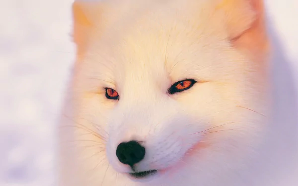 A captivating HD wallpaper featuring an arctic fox, showcasing its striking white fur and intense eyes against a soft, snowy backdrop.