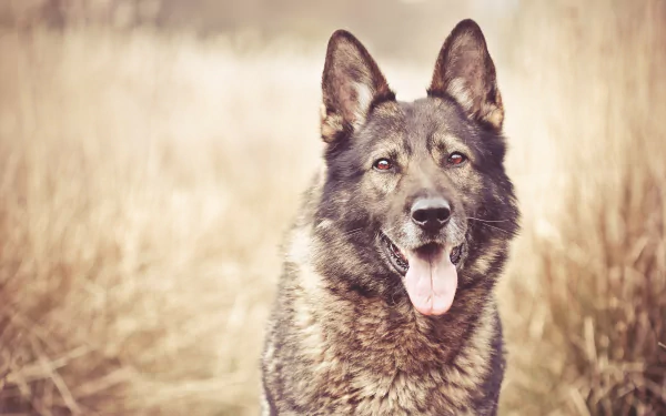 Close-up of a wolfdog with its tongue out, set against a blurred natural background, captured in 4K Ultra HD for PC desktop wallpaper.
