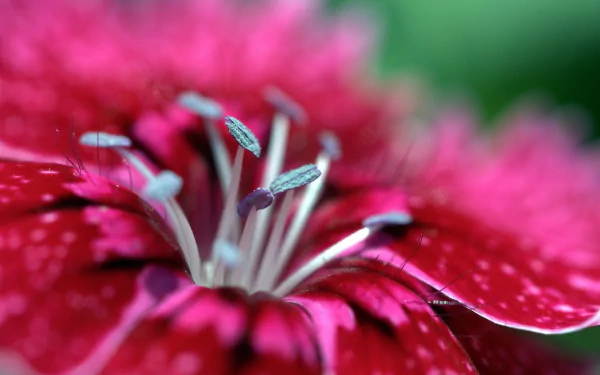 Macro shot of a vibrant red flower with delicate stamens, captured in stunning 4K Ultra HD quality for a vivid nature-themed PC desktop wallpaper.