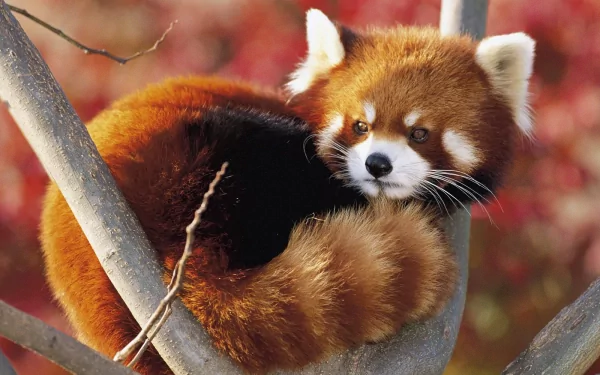 HD desktop wallpaper featuring a red panda resting on a tree branch against an autumnal background.