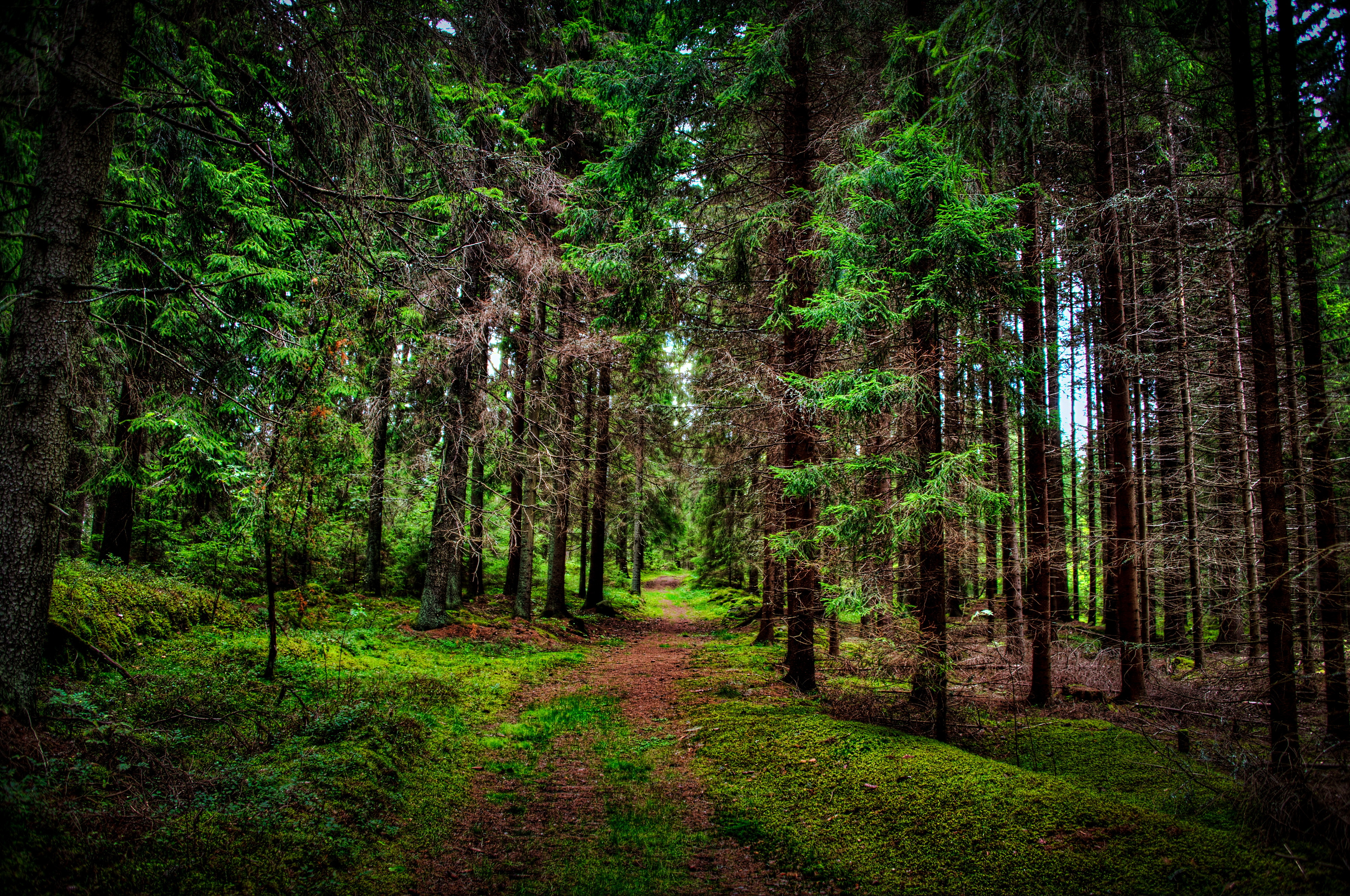 4K Ultra HD Forest Path Nature s Tranquil Tree Tunnel
