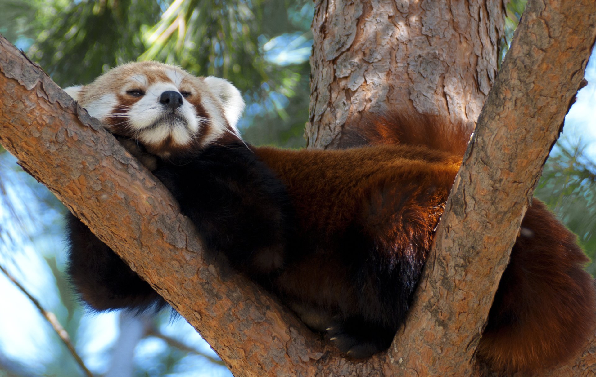 Download Bokeh Tree Relax Bear Animal Red Panda HD Wallpaper