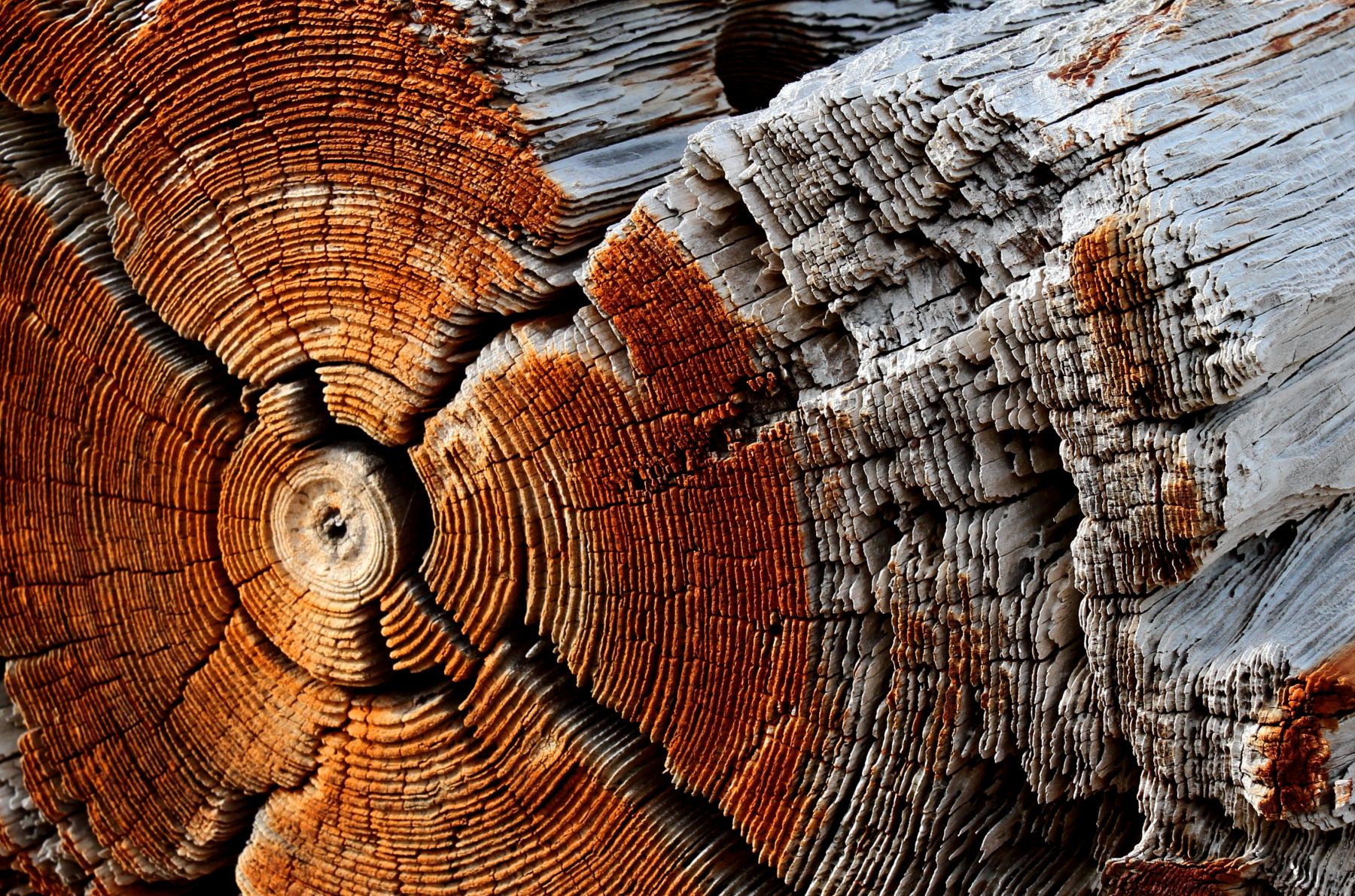 Earth Wood HD Wallpaper | Background Image