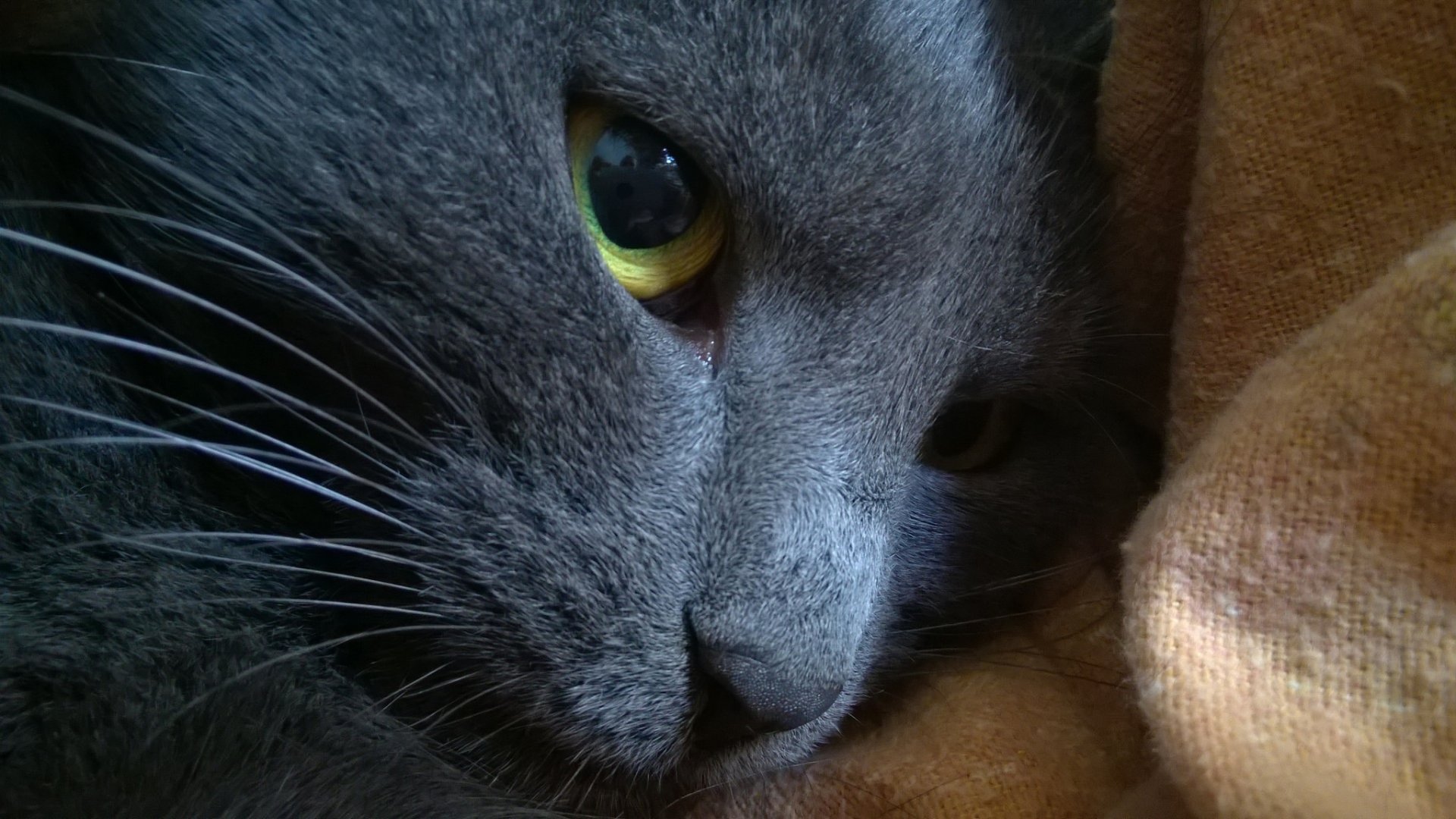 Close-up of a gray cat's face, showcasing striking yellow eyes and soft fur. This captivating image makes for an engaging HD desktop wallpaper and background.