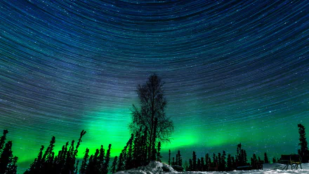 A stunning HD wallpaper showcasing a starry sky and the aurora borealis over a silhouetted tree in Alaska's natural landscape.