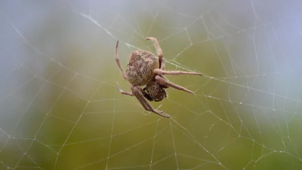 Orb-weaver spider resting on its intricate spider web, captured with a blurred natural background in this HD desktop wallpaper and background.