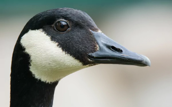 Animal canada goose HD Desktop Wallpaper | Background Image