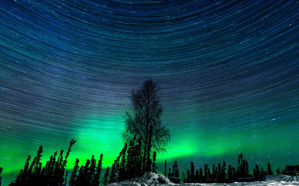 A stunning HD wallpaper showcasing a starry sky and the aurora borealis over a silhouetted tree in Alaska's natural landscape.