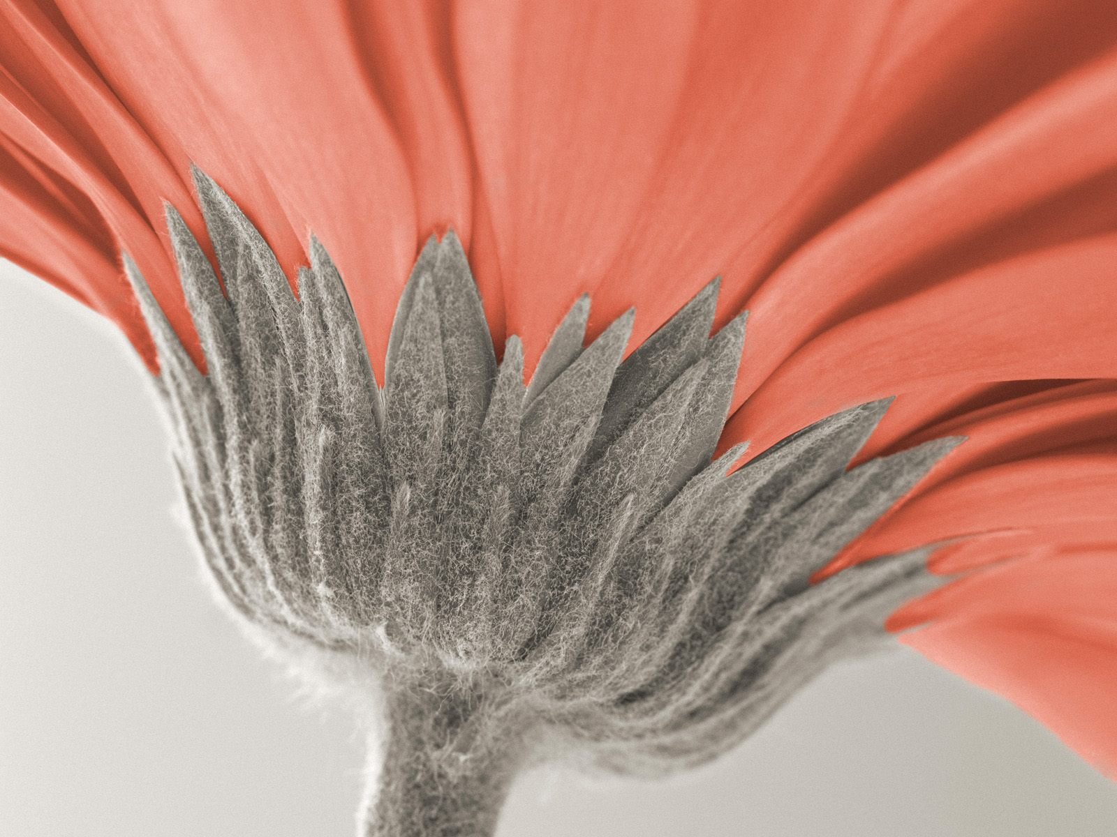 Close-up of a flower with vibrant coral petals and intricate grey-green sepals, set against a soft light background. HD desktop wallpaper and background, tagged with nature and flower.