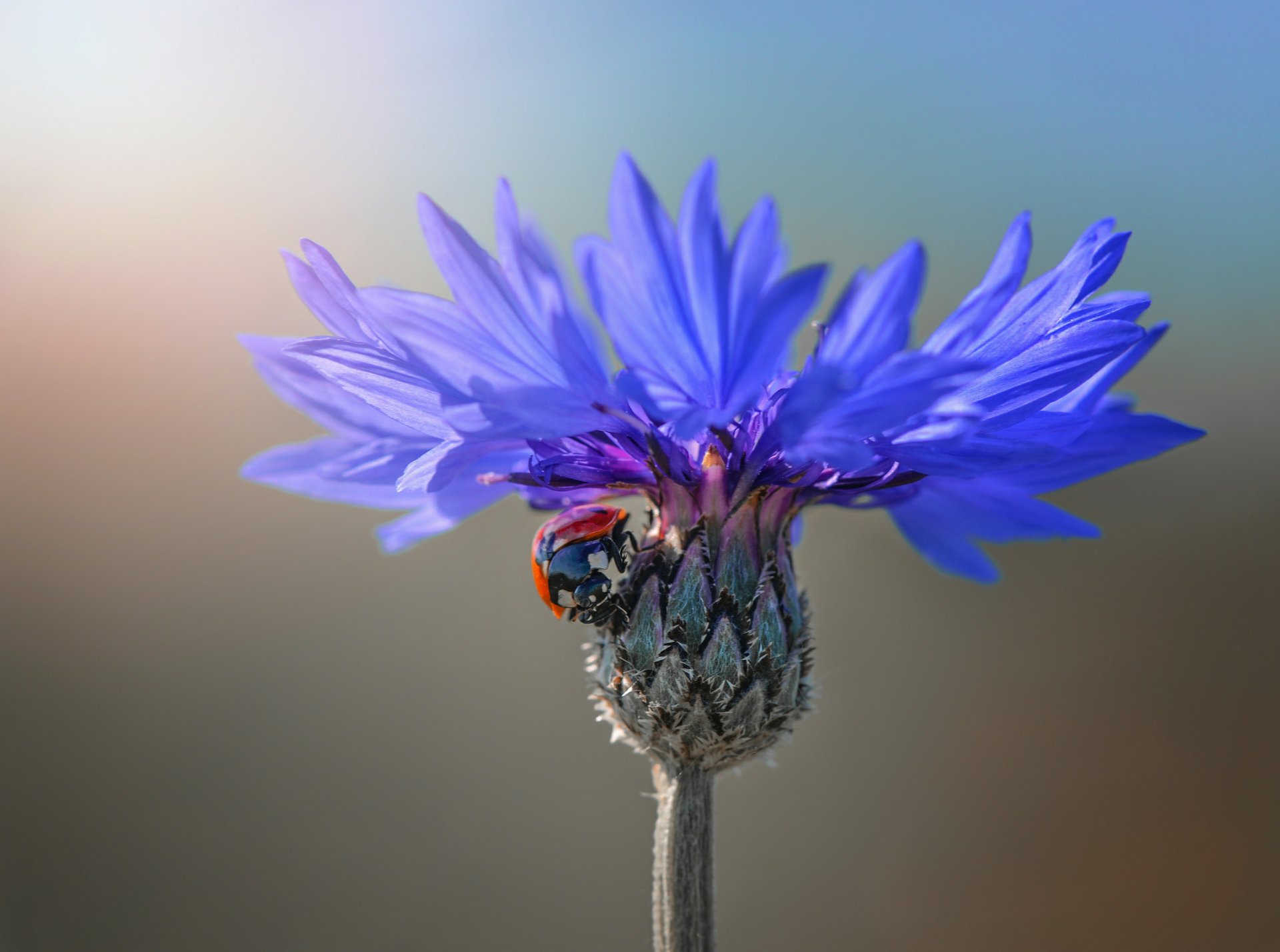 Download Blue Flower Bokeh Flower Insect Animal Ladybug HD Wallpaper by Miss Froggi
