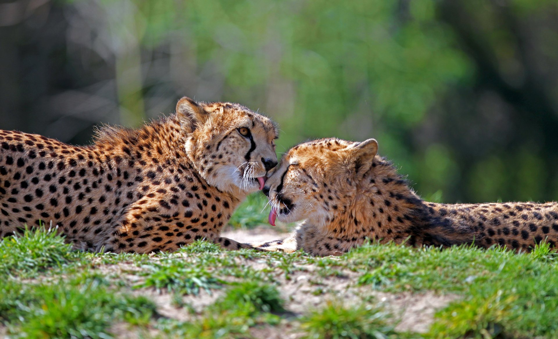 Download Animal Cheetah HD Wallpaper by Tobias de Haan