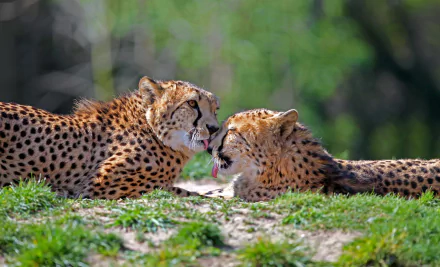  Friendship by Tobias de Haan