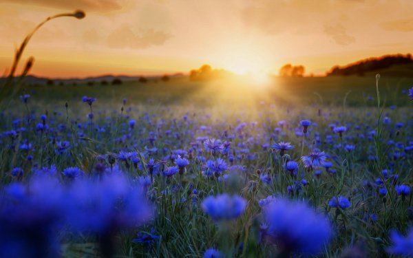 Earth Flower Flowers Nature Field Blue Flower Landscape Sunbeam HD Wallpaper | Background Image