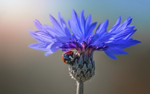 Animal Ladybug Insect Flower Bokeh Blue Flower HD Wallpaper | Background Image