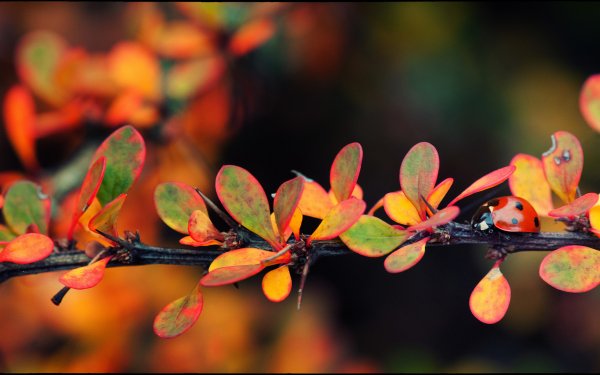 Animal Ladybug Branch Fall Bokeh HD Wallpaper | Background Image