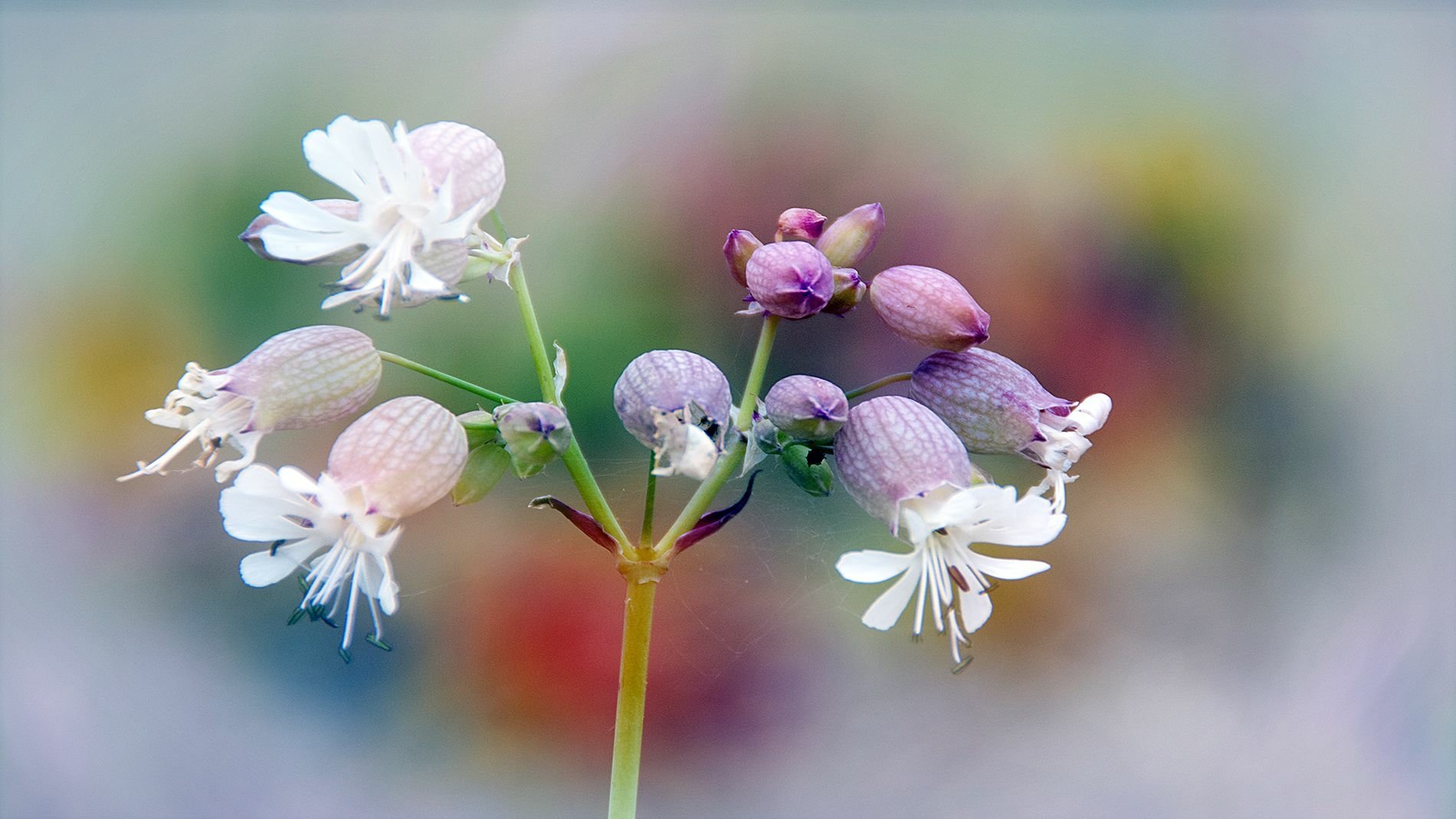 Download Nature Silene Vulgaris Wallpaper