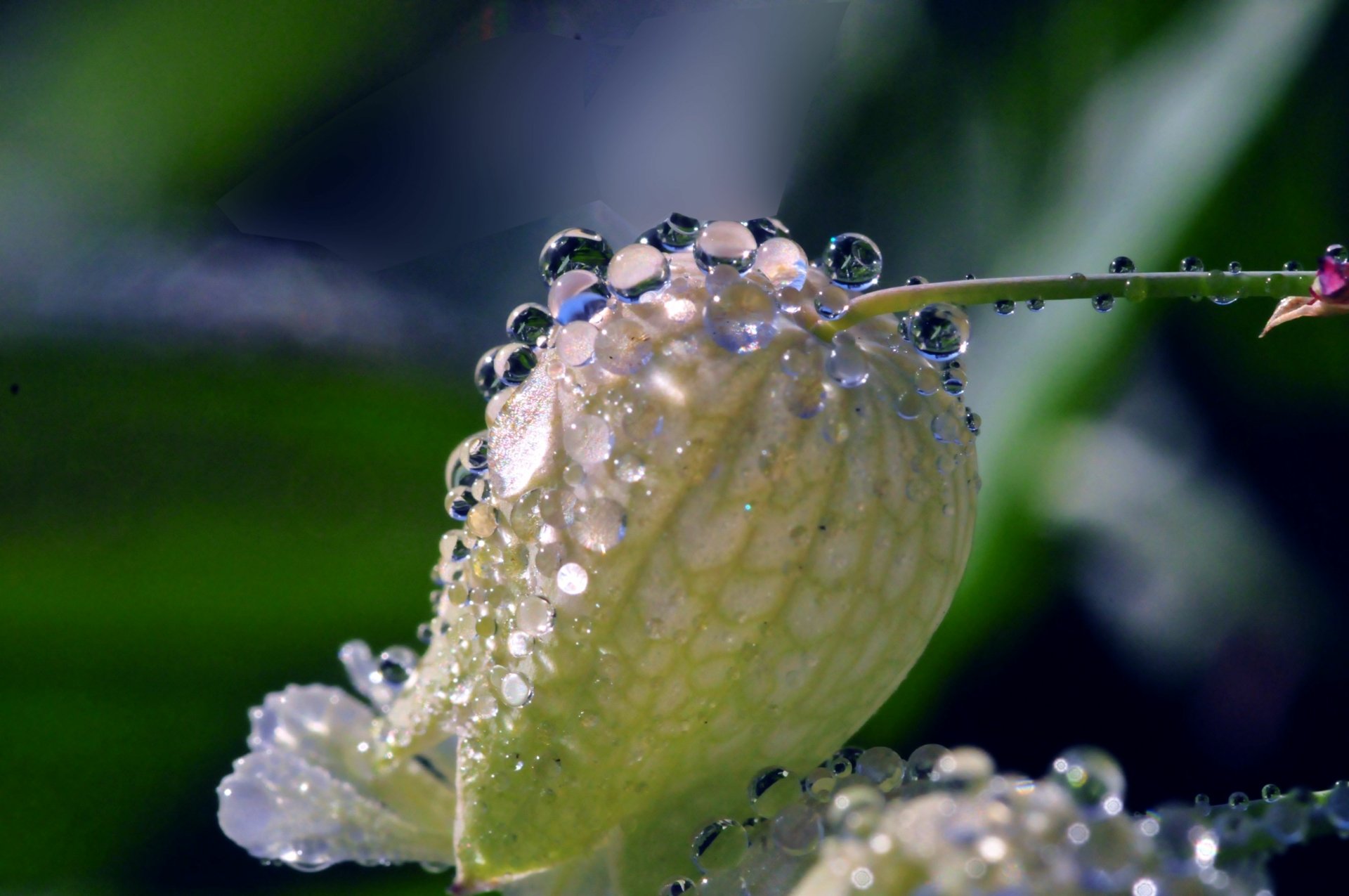 Download Nature Silene Vulgaris 4k Ultra HD Wallpaper