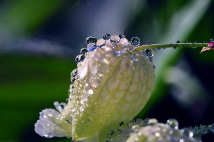 nature Silene Vulgaris HD Desktop Wallpaper | Background Image