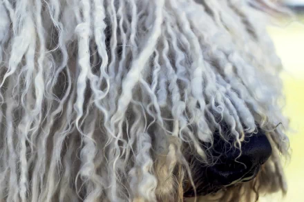 Animal Komondor HD Desktop Wallpaper | Background Image