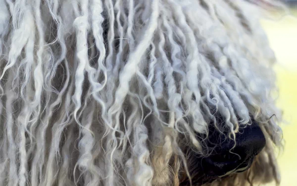 Animal Komondor HD Desktop Wallpaper | Background Image