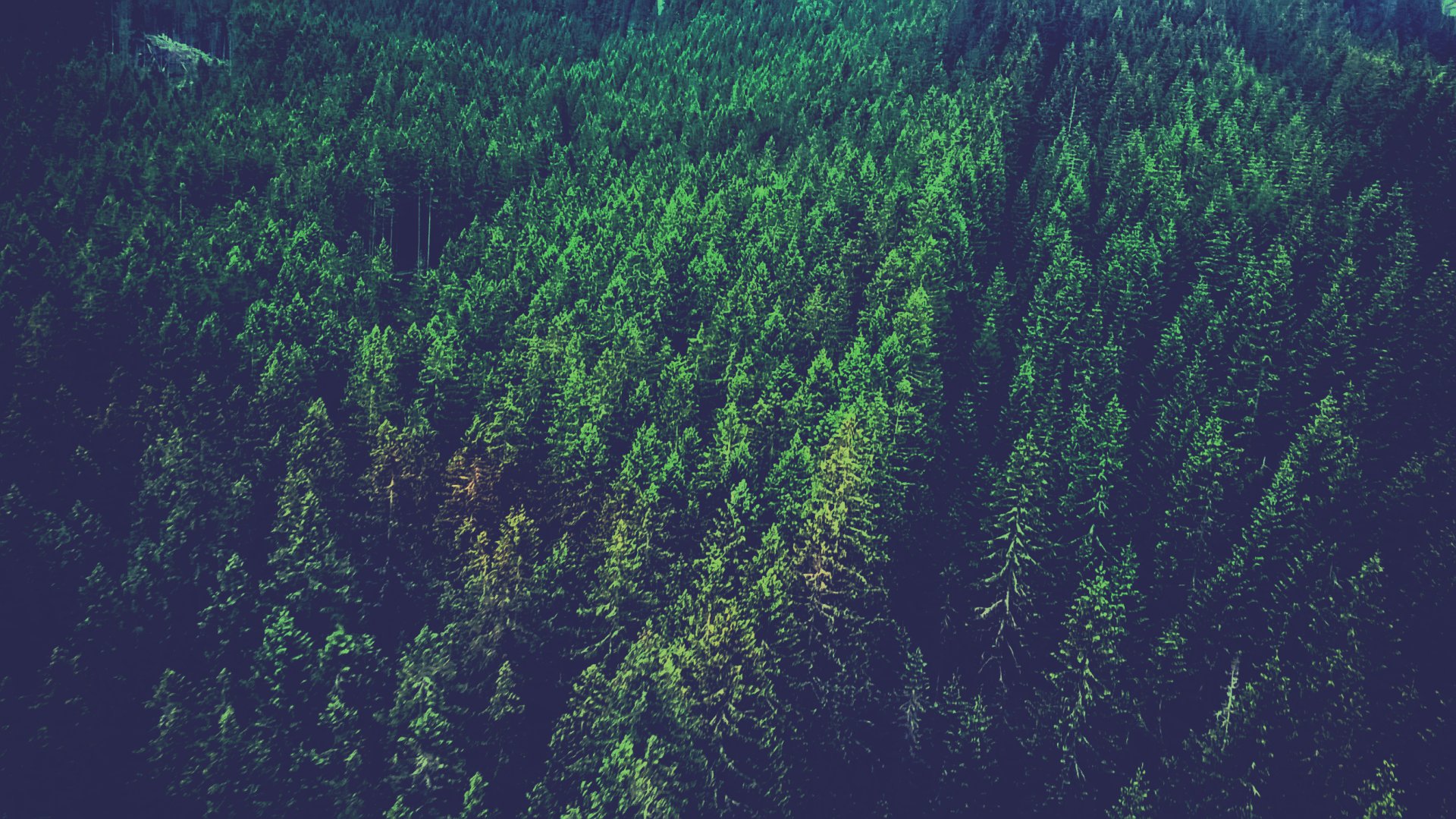 A lush green forest fills the image, showcasing a vibrant canopy of trees. This HD wallpaper captures the beauty of nature, making it a striking desktop background.