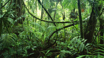 TV Show jungle HD Desktop Wallpaper | Background Image