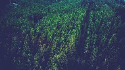 A lush green forest fills the image, showcasing a vibrant canopy of trees. This HD wallpaper captures the beauty of nature, making it a striking desktop background.