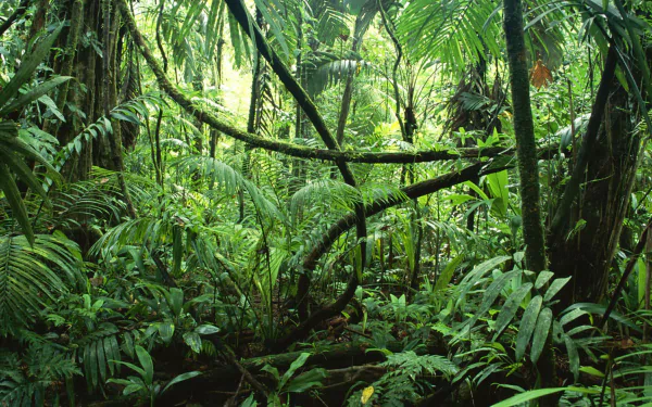 TV Show jungle HD Desktop Wallpaper | Background Image