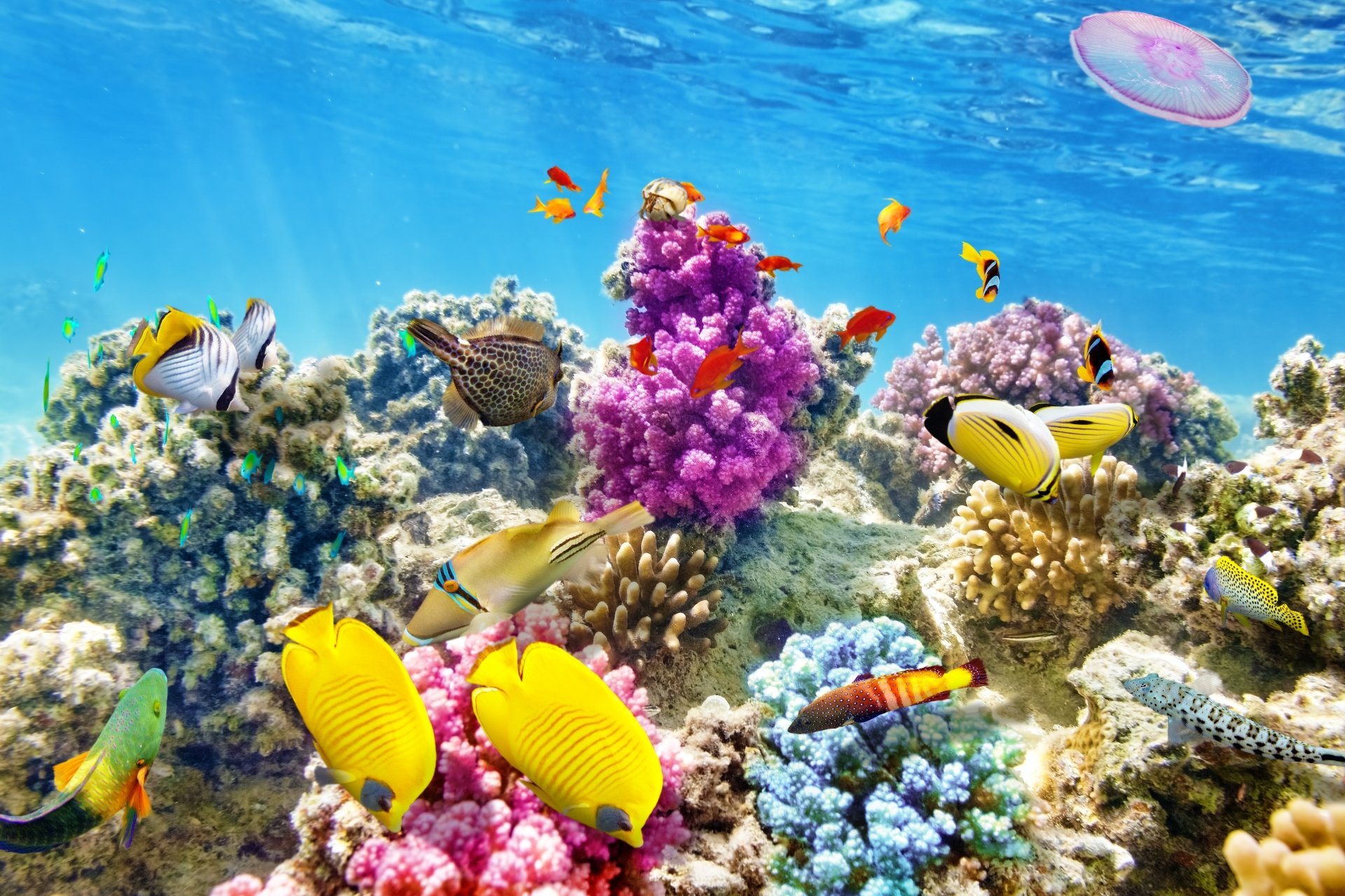 Download Coral Reef Ocean Underwater Animal Fish 4k Ultra HD Wallpaper