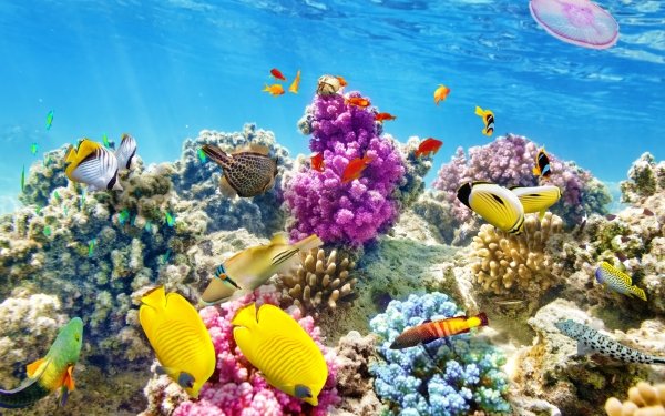 Animal Fish Fishes Underwater Ocean Coral Reef HD Wallpaper | Background Image