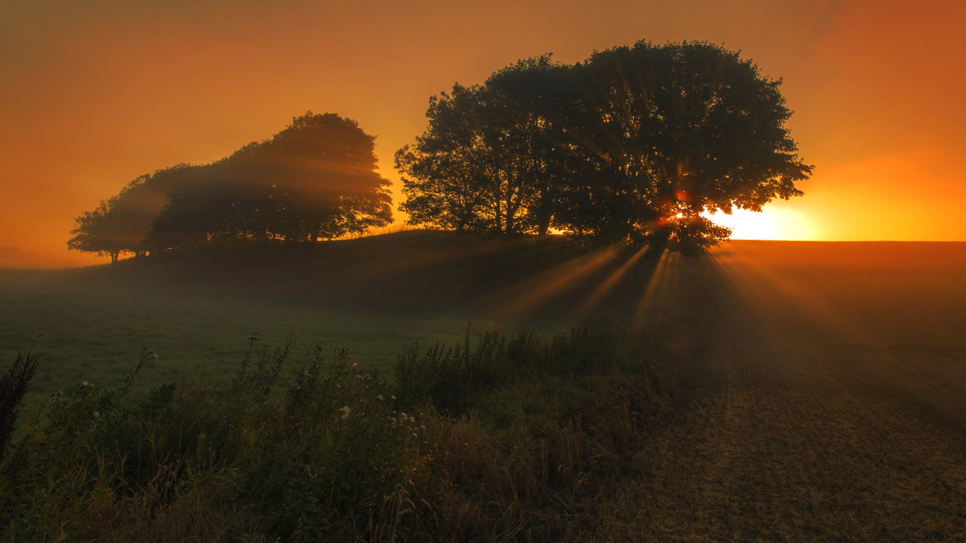 Download Landscape Orange (Color) Sunbeam Tree Nature Sunrise HD ...