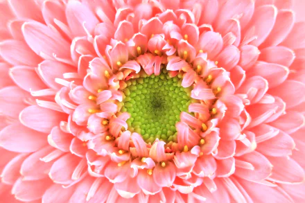 Macro close-up of a pink flower with layered petals and a green center, nature-themed HD PC desktop wallpaper and background.