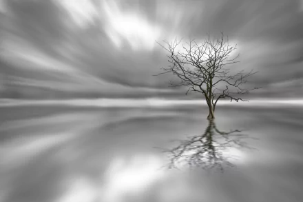 Black and white HD desktop wallpaper featuring a solitary tree standing in calm water, its reflection mirrored beneath a cloudy sky, capturing serene nature beauty.