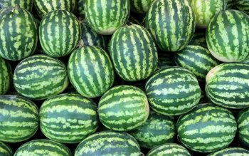 78 Watermelon HD Wallpapers | Background Images - Wallpaper Abyss