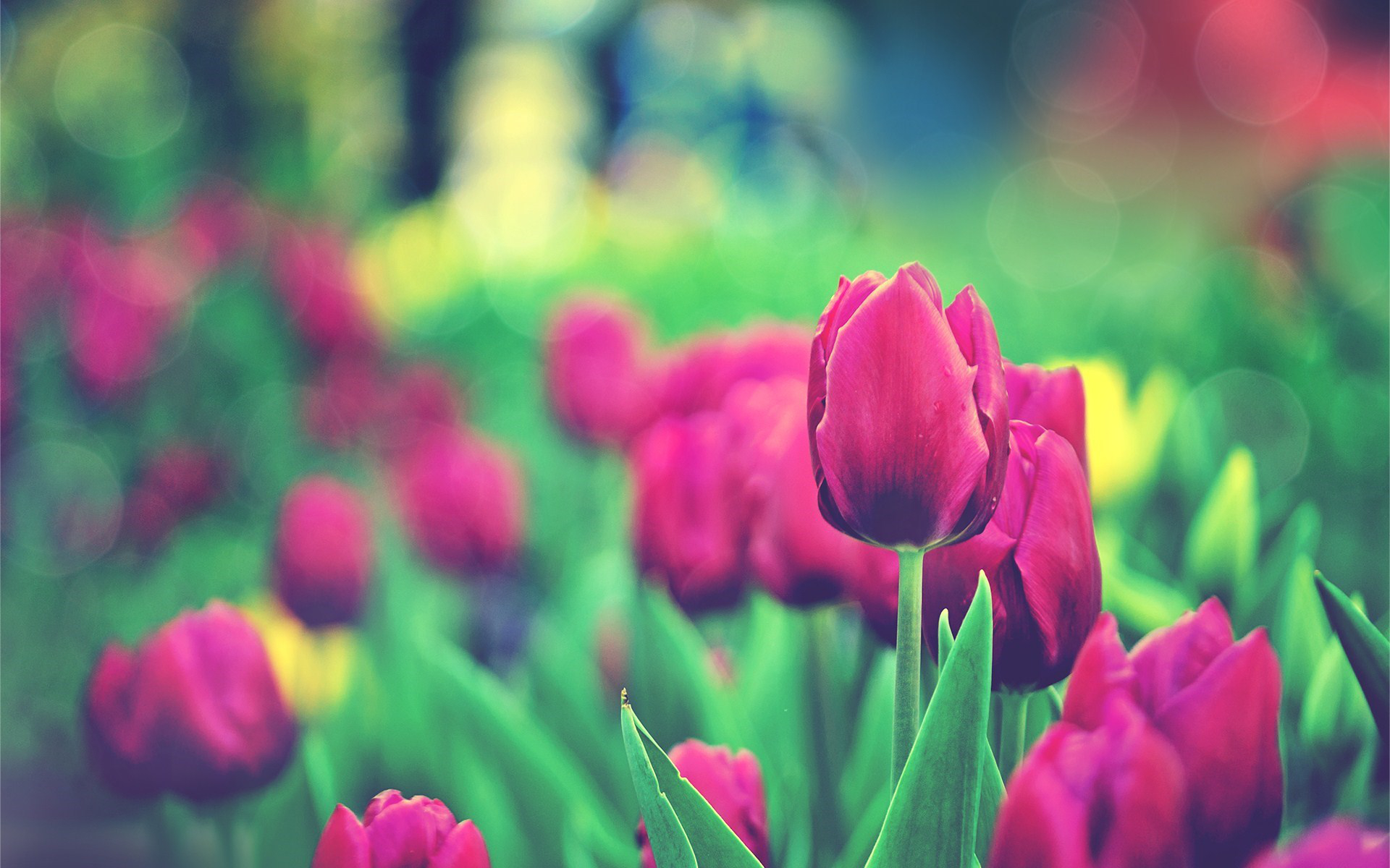 Download Field Purple Flower Flower Nature Tulip HD Wallpaper