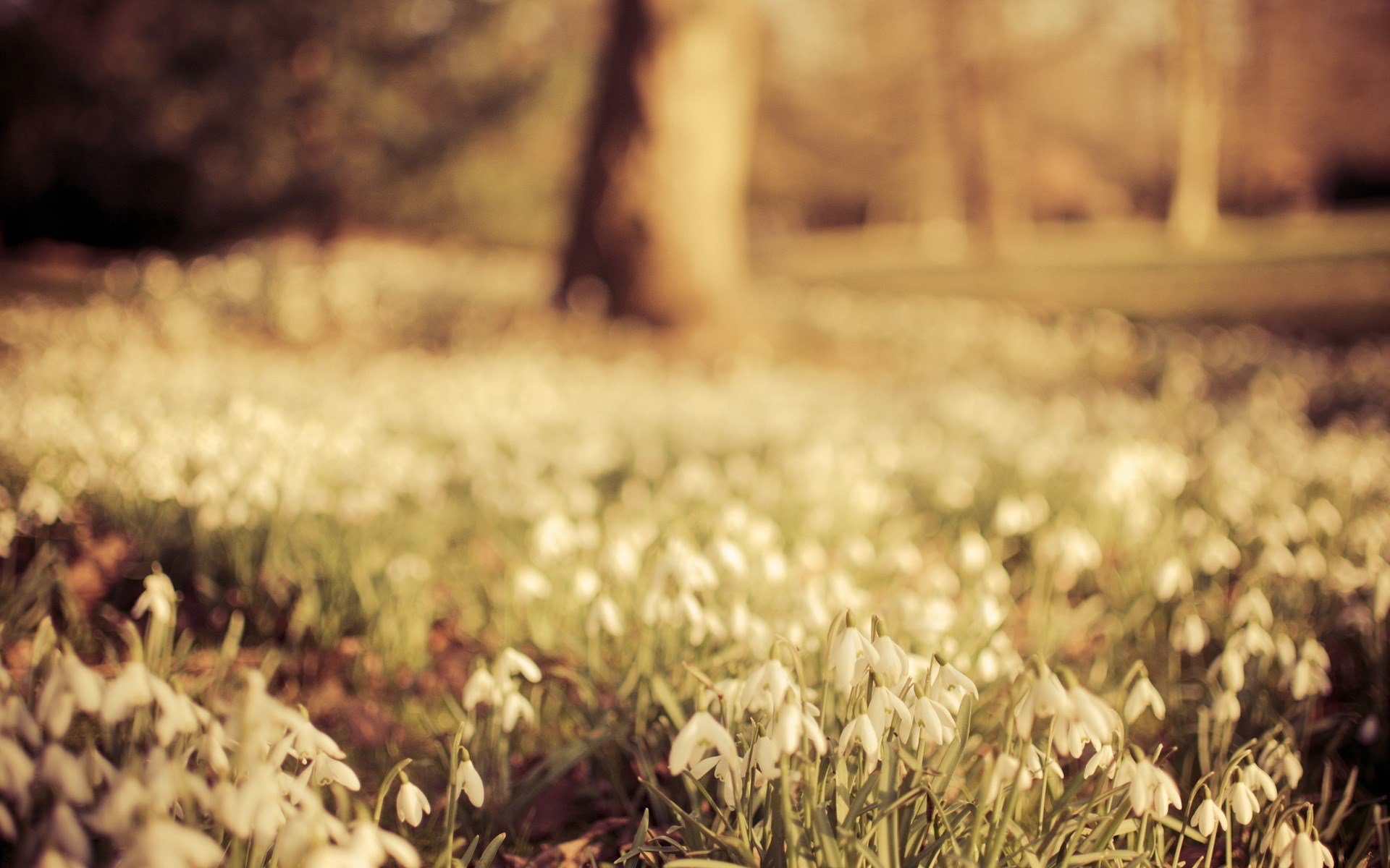 Download White Flower Field Flower Nature Snowdrop HD Wallpaper