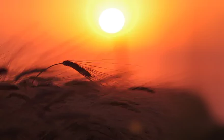 nature wheat HD Desktop Wallpaper | Background Image