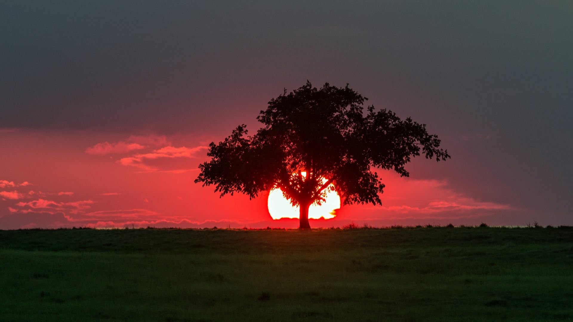 Download Nature Tree HD Wallpaper