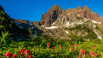 nature Mount Three Fingered Jack HD Desktop Wallpaper | Background Image