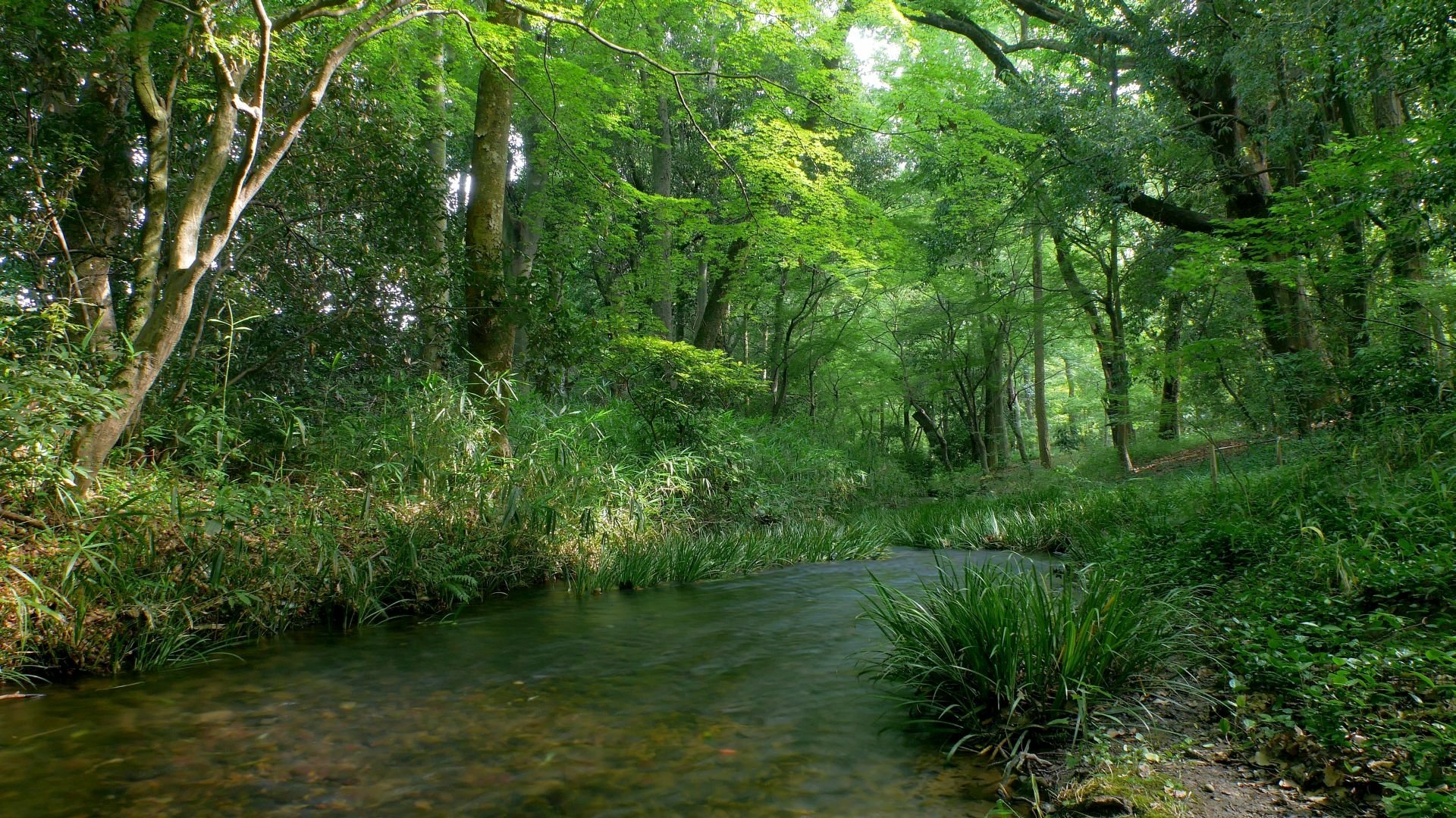 Download Nature Stream HD Wallpaper