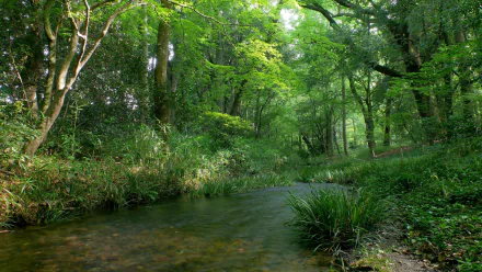 nature stream HD Desktop Wallpaper | Background Image