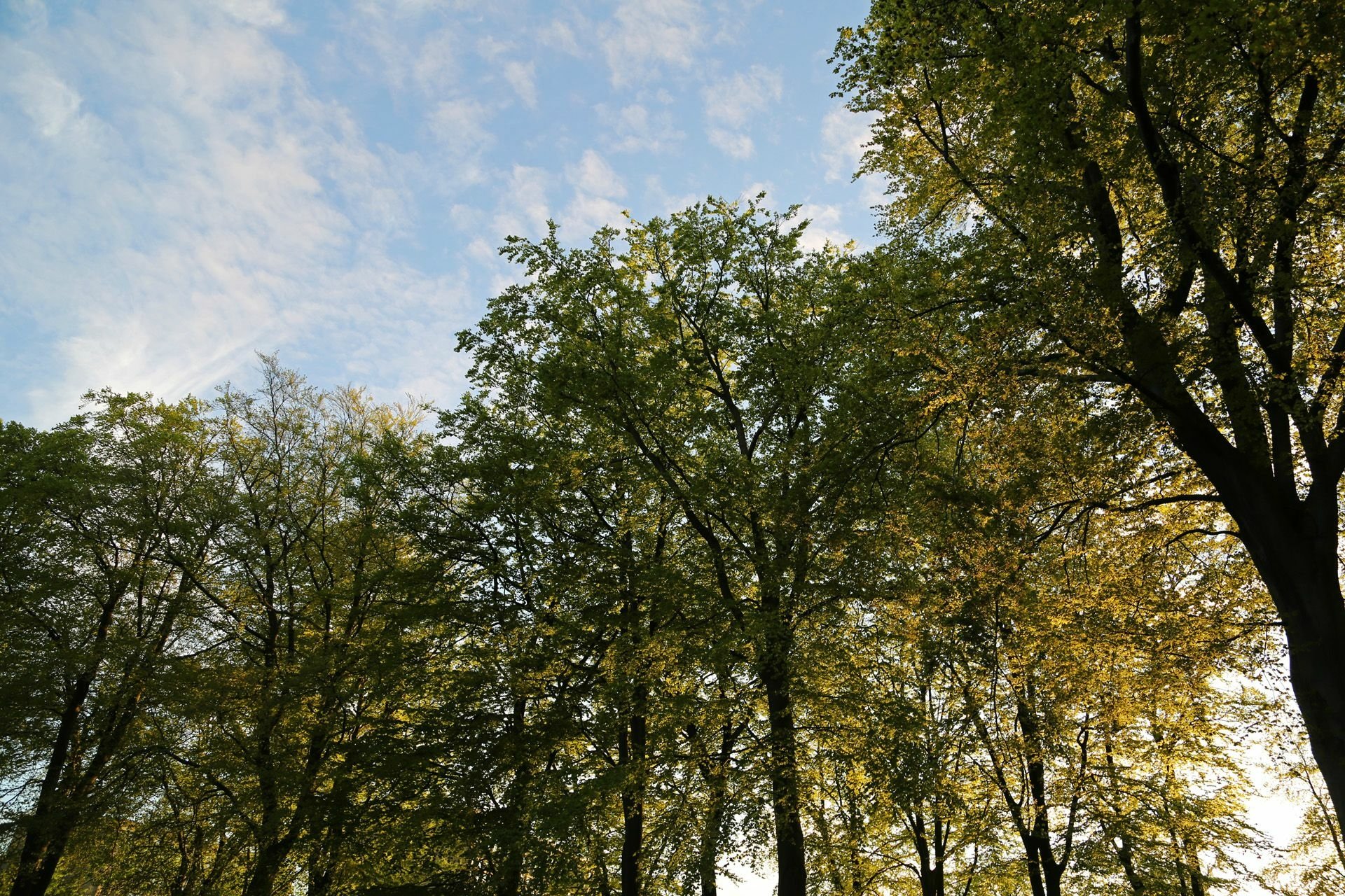 Download Nature Tree HD Wallpaper