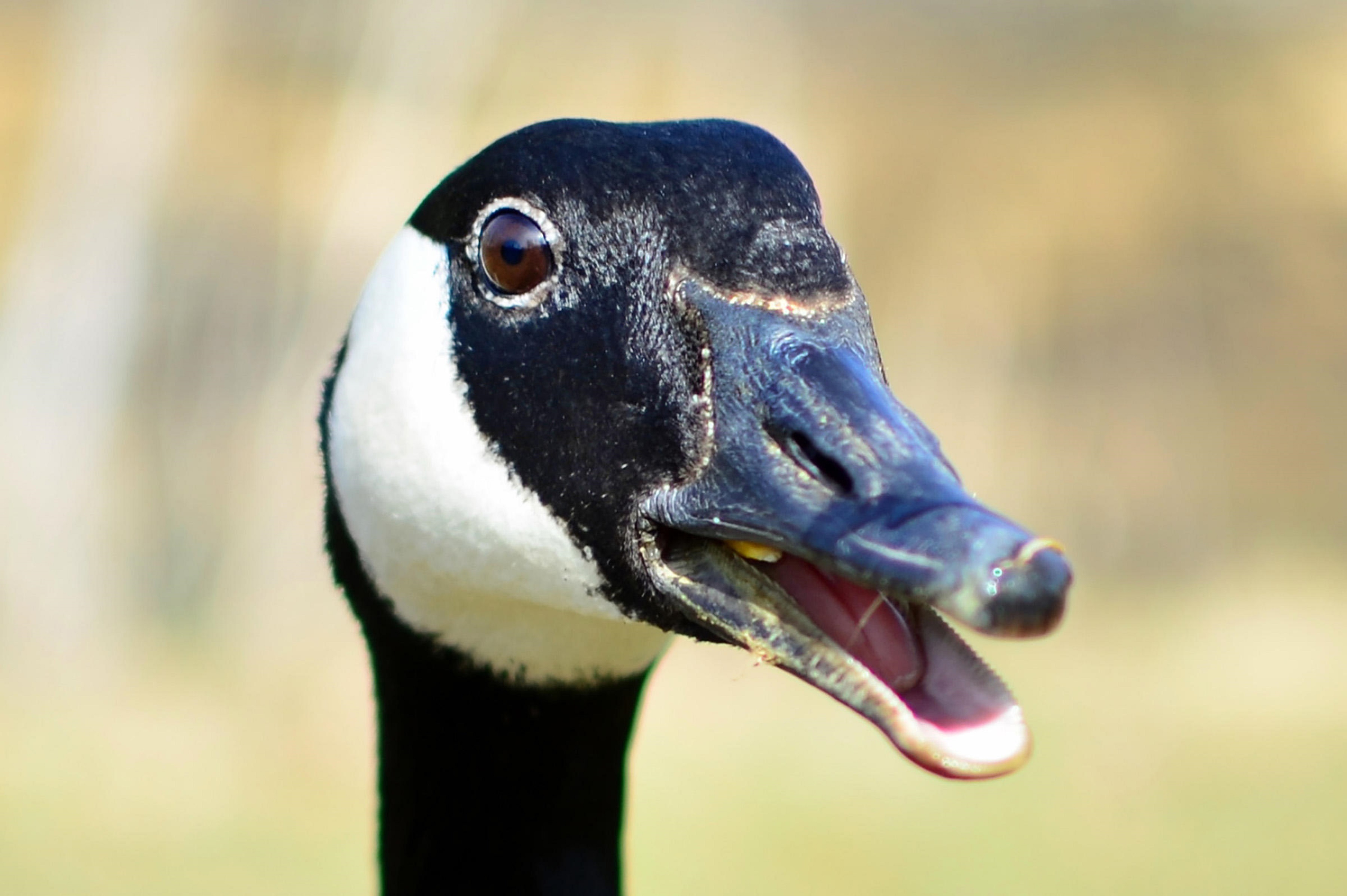 Canada Goose HD Wallpaper | Background Image | 3600x2395 | ID:615915