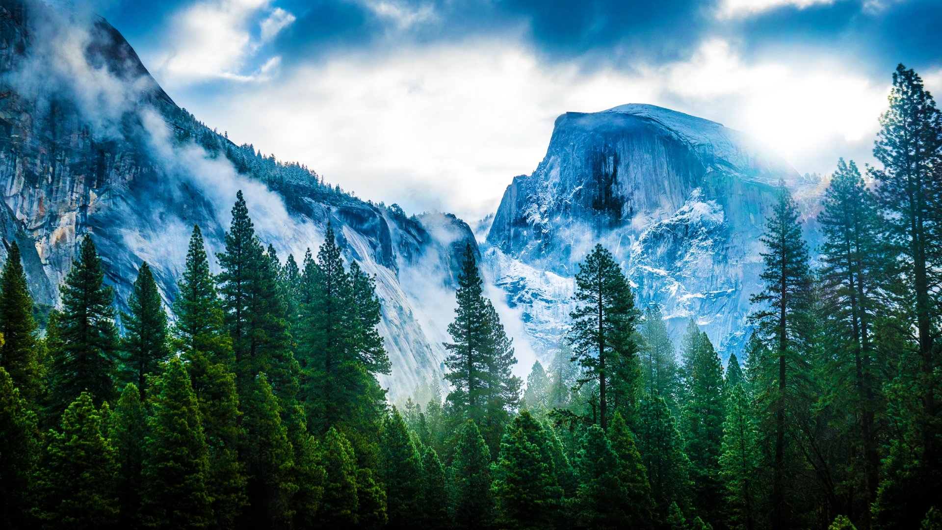 Download Forest Tree Winter Yosemite National Park Fog Nature Mountain